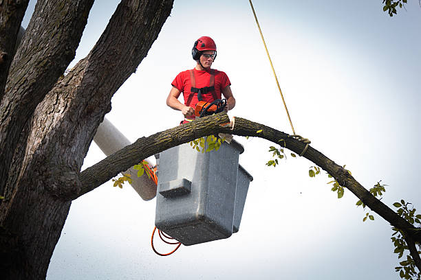 Best Tree Removal  in Wilkesboro, NC