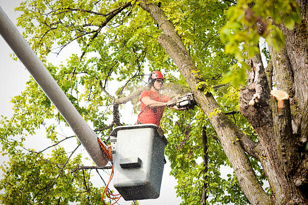 Best Tree Preservation Services  in Wilkesboro, NC